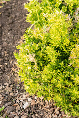 Butchers broom or Ruscus Aculeatus plant in Saint Gallen in Switzerland 13.11.2025