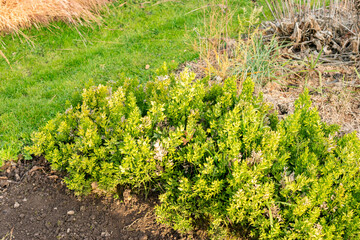 Butchers broom or Ruscus Aculeatus plant in Saint Gallen in Switzerland 13.11.2025