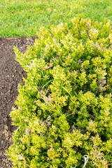 Butchers broom or Ruscus Aculeatus plant in Saint Gallen in Switzerland 13.11.2025