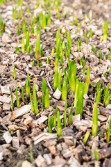 Summer snowflake or Leucojum Aestivum plant in Saint Gallen in Switzerland 13.11.2025