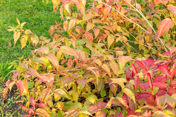 Southern bush honeysuckle or Diervilla Sessilifolia plant in Saint Gallen in Switzerland 13.11.2025