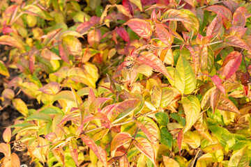 Southern bush honeysuckle or Diervilla Sessilifolia plant in Saint Gallen in Switzerland 13.11.2025