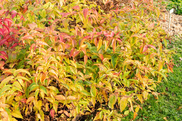 Southern bush honeysuckle or Diervilla Sessilifolia plant in Saint Gallen in Switzerland 13.11.2025