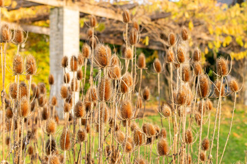 Wild teasel or Dipsacus Fullonum plant in Saint Gallen in Switzerland 13.11.2025