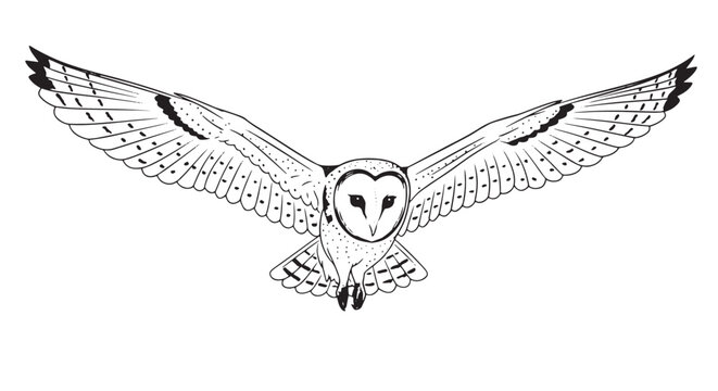Black and white line drawing of barn owl in flight toward viewer.