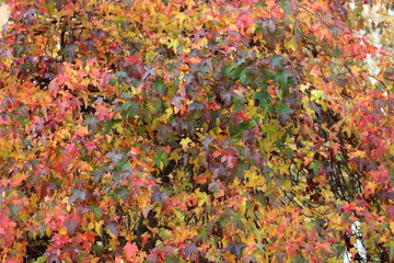 Liquidambar styraciflua or sweet gum tree leaves in autumn