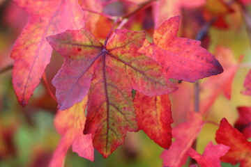 Liquidambar styraciflua or sweet gum tree leaves in autumn