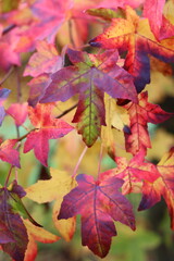 Liquidambar styraciflua or sweet gum tree leaves in autumn