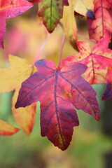 Liquidambar styraciflua or sweet gum tree leaves in autumn