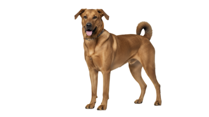 Alert brown dog standing isolated on white a medium-sized domestic animal with a watchful expression