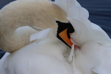 Mute swan preening its feathers