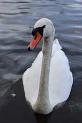Obraz premium Close up of a mute swan on a lake