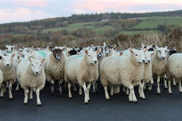 Flock of sheep being herded along a road