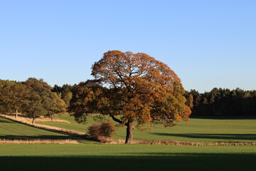 Single tree in a countryside field in autumn