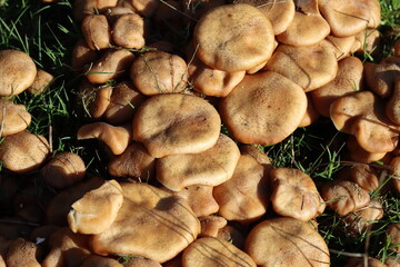 Honey fungus mushrooms in autumn