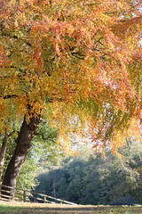 Autumn leaf colours on a beech tree