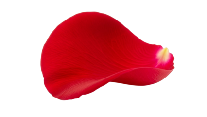 Single red rose petal with delicate veins on black background flower