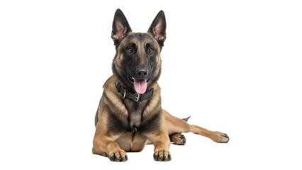 Belgian Malinois dog lying down looking at the camera isolated on white background