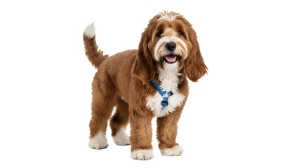 Adorable brown and white Goldendoodle dog standing wearing a blue collar isolated on white background