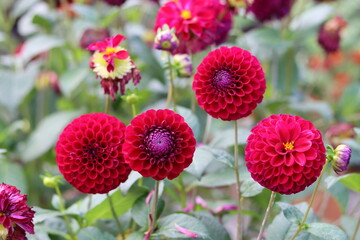 Red dahlias in a garden