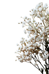 Beautiful arrangement of delicate white flowers showcasing elegance and simplicity against a dark backdrop, highlighting their intricate details on transparent background