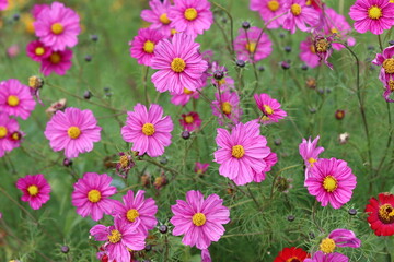 Pink cosmos flowers in a garden
