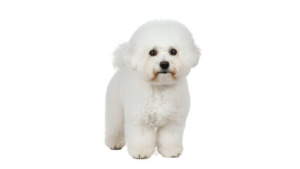 Adorable Bichon Frise dog a small white breed isolated on a clean white background
