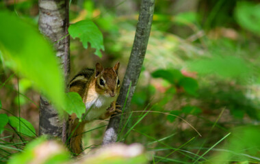 Chipmunk hiding between green leaves in forest