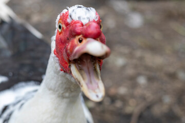 Pato criollo