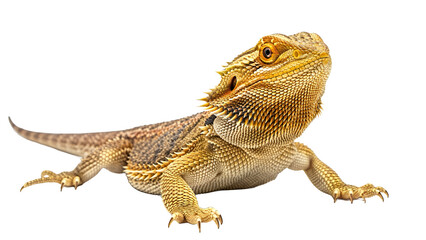 Bearded dragon isolated on white a popular pet lizard posing for a close-up studio shot