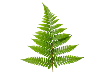Vibrant green fern leaf isolated on a clean white background.
