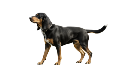 Bluetick Coonhound dog standing isolated on white a purebred hunting dog with a distinctive coat pattern