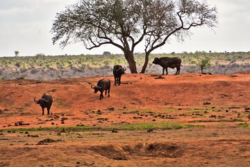 Herd of Buffaloes Walking in African National Park, Kenya