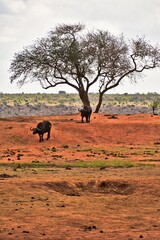 herd of buffalo in the distance, kenya