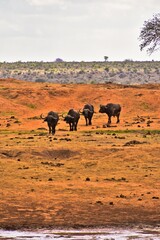 Buffalo Herd on African Grasslands &ndash; Wildlife Landscape in Natural Habitat