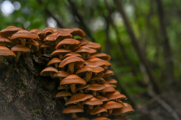 A stunning array of brown mushrooms growing closely together on a decaying log within a lush, green forest, creating a captivating natural scene full of life and texture