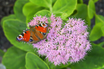 A stunning butterfly rests gracefully on pink flowers, showcasing vivid colors and intricate patterns, symbolizing the beauty of nature and the delicate balance of life