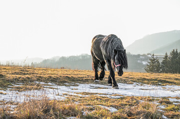 A striking black horse gracefully strides through a snowy landscape, showcasing its beauty against the serene backdrop of mountains and fading sunlight.