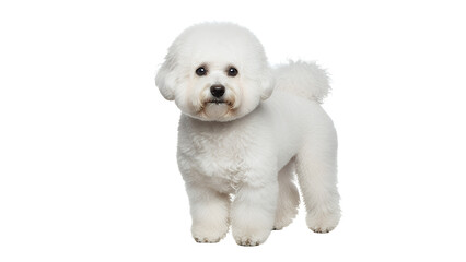 Adorable Bichon Frise dog standing a small white breed isolated on a white background
