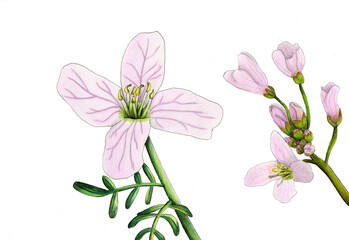  Watercolor Toothworts