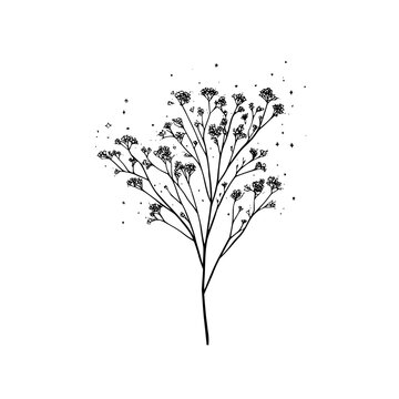 Botanical illustration of baby's breath flower drawing delicate floral line art vector design element isolated