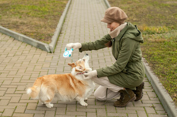 Woman walks with her dog welsh corgi in park. Puts a collar. Stylish lady enjoys playtime whith her pet. Autumn season. Fall time.