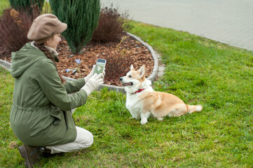 Woman walks with her dog welsh corgi in park. Stylish lady enjoys playtime whith her pet. Takes a photo of her dog.  Fall time.