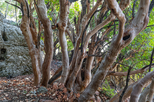 A cluster of light-colored sandalwood trees with thick, curved trunks and intertwined branches. Dry leaves on the forest floor.