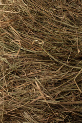Texture of freshly mown hay grass