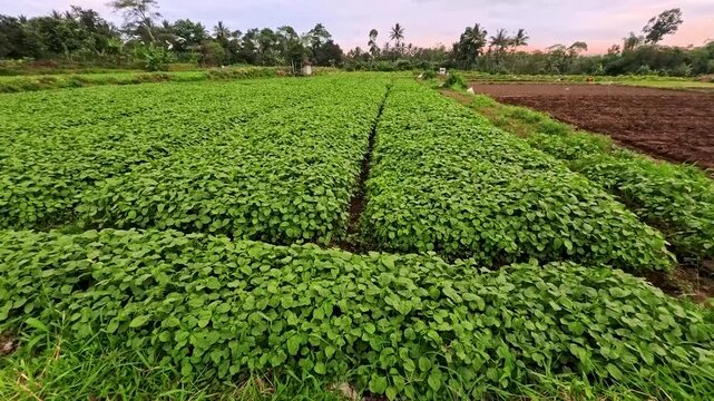 4K Ultra HD: Lush Green Amaranth (Bayam) Field - Tropical Vegetable Farming