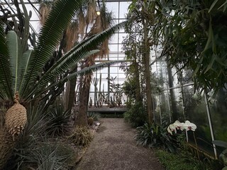Exotic plants at the botanical garden in Saint Gallen in Switzerland 22.11.2025