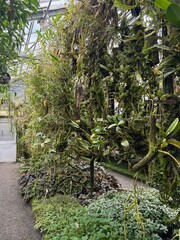 Exotic plants at the botanical garden in Saint Gallen in Switzerland 22.11.2025