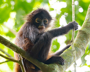 Young Spider Monkey in a Tree in Costa Rica