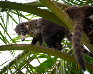 Coatimundis in Costa Rica